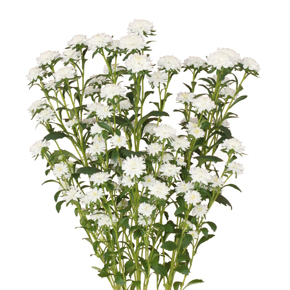 ココットホワイト | 花き栽培のツボ | 福花園種苗株式会社